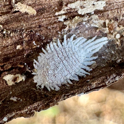 Coccinellidae sp01 (Unidentified Waxy Ladybird Larvae) at Hackett, ACT - Yesterday by Hejor1