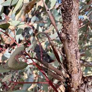 Terobiella eucalypti at Hackett, ACT - Today by Hejor1