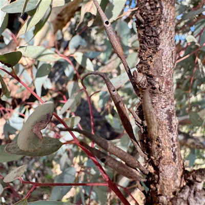 Terobiella eucalypti at Hackett, ACT - Yesterday by Hejor1