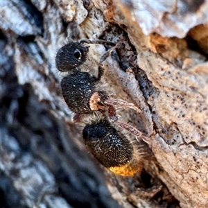 Odontomyrme sp. (genus) at Hackett, ACT - Today by Hejor1