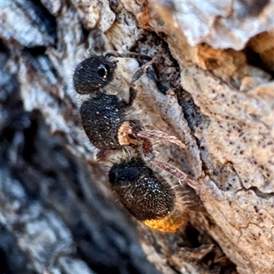 Odontomyrme sp. (genus) at Hackett, ACT - Yesterday by Hejor1