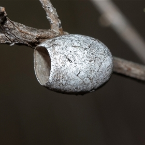Doratifera (genus) at Bruce, ACT - Yesterday by AlisonMilton
