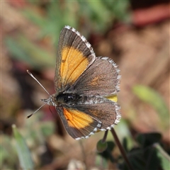 Lucia limbaria (Chequered Copper) at Strathnairn, ACT - Yesterday by ChrisChapman