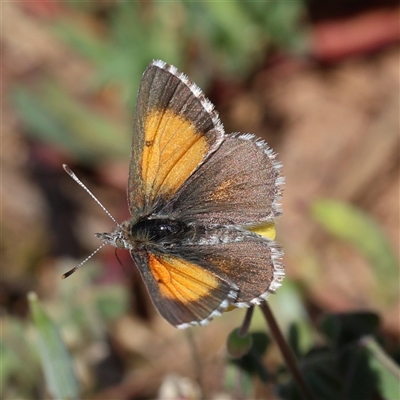 Lucia limbaria (Chequered Copper) at Strathnairn, ACT - Yesterday by ChrisChapman