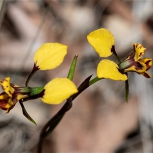 Diuris chryseopsis at Bruce, ACT - Yesterday by AlisonMilton