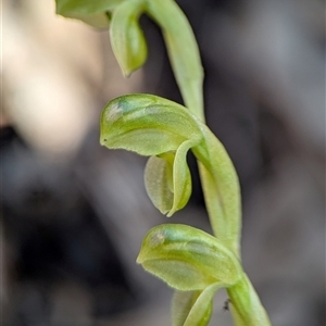 Bunochilus montanus (ACT) = Pterostylis jonesii (NSW) at Karabar, NSW - Yesterday by Miranda