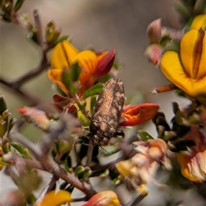 Ethonion sp. (genus) at Jerrabomberra, NSW - Yesterday by Miranda
