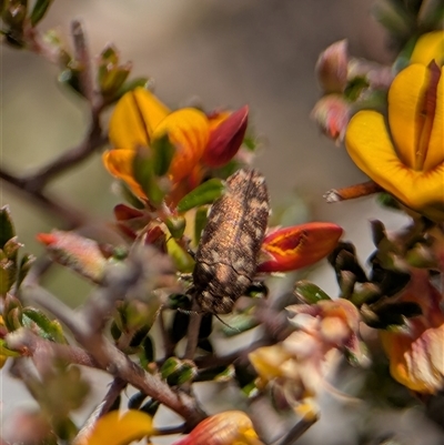 Ethonion sp. (genus) (Root-galling jewel beetle) at Jerrabomberra, NSW - 3 Oct 2025 by Miranda