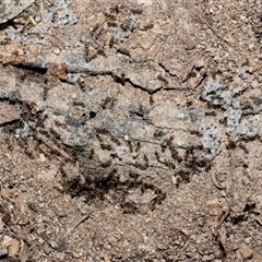 Unverified Ant (Hymenoptera, Formicidae) at Bruce, ACT - 3 Oct 2025 by AlisonMilton