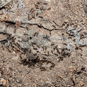 Unverified Ant (Hymenoptera, Formicidae) at Bruce, ACT - Yesterday by AlisonMilton