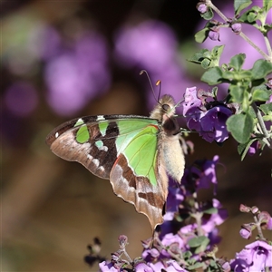 Graphium macleayanum at Acton, ACT - Today by ChrisChapman