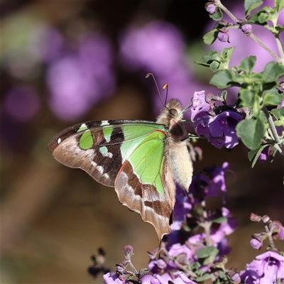 Graphium macleayanum (Macleay's Swallowtail) at Acton, ACT - Yesterday by ChrisChapman