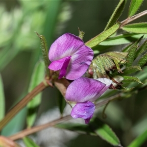 Unverified Climber or Mistletoe at Bruce, ACT - Yesterday by AlisonMilton