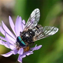 Dasybasis acutipalpis at Yarralumla, ACT - Yesterday by ChrisChapman