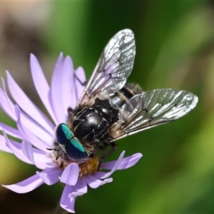 Dasybasis acutipalpis at Yarralumla, ACT - Today by ChrisChapman