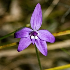 Glossodia major at Bruce, ACT - Yesterday by AlisonMilton