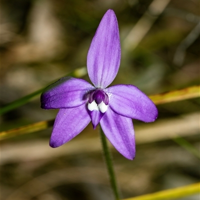 Glossodia major (Wax Lip Orchid) at Bruce, ACT - 3 Oct 2025 by AlisonMilton