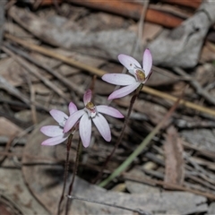 Caladenia fuscata (Dusky Fingers) at Bruce, ACT - 3 Oct 2025 by AlisonMilton
