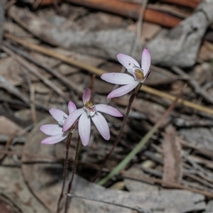 Caladenia fuscata at Bruce, ACT - Yesterday by AlisonMilton