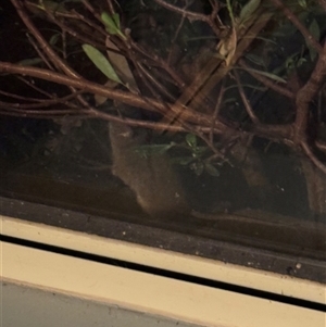 Antechinus agilis at Burra, NSW - Today by Safarigirl