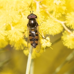 Melangyna viridiceps at Scullin, ACT - 11 Sep 2025 by AlisonMilton