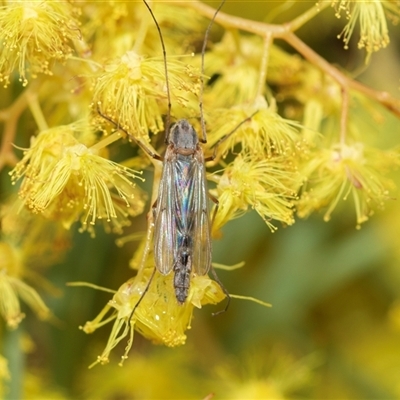 Chironomidae (family) (Non-biting Midge) at Scullin, ACT - 11 Sep 2025 by AlisonMilton