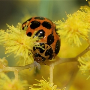 Harmonia conformis (Common Spotted Ladybird) at Scullin, ACT - 11 Sep 2025 by AlisonMilton