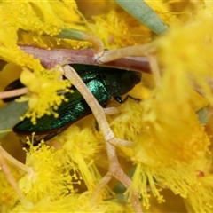 Melobasis obscurella (Obscurella jewel beetle) at Scullin, ACT - 11 Sep 2025 by AlisonMilton