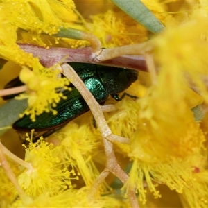 Melobasis obscurella (Obscurella jewel beetle) at Scullin, ACT - 11 Sep 2025 by AlisonMilton