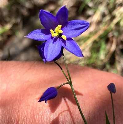 Stypandra glauca (Nodding Blue Lily) at Hall, ACT - 3 Oct 2025 by strigo