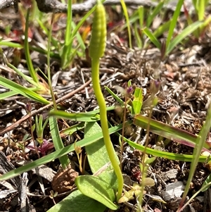 Ophioglossum lusitanicum at Hall, ACT - 2 Oct 2025 by strigo