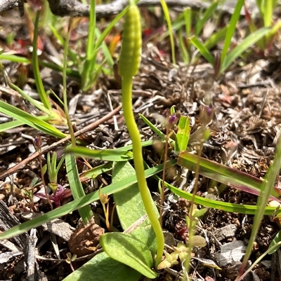 Ophioglossum lusitanicum at Hall, ACT - 2 Oct 2025 by strigo