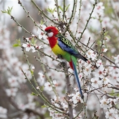 Platycercus eximius (Eastern Rosella) at Higgins, ACT - 11 Sep 2025 by AlisonMilton