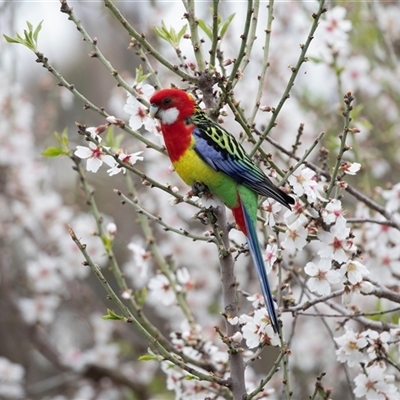 Platycercus eximius (Eastern Rosella) at Higgins, ACT - 11 Sep 2025 by AlisonMilton