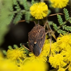 Unverified Shield, Stink or Jewel Bug (Pentatomoidea) at Scullin, ACT - 11 Sep 2025 by AlisonMilton