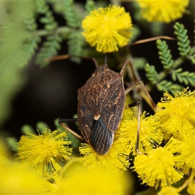 Unverified Shield, Stink or Jewel Bug (Pentatomoidea) at Scullin, ACT - 11 Sep 2025 by AlisonMilton