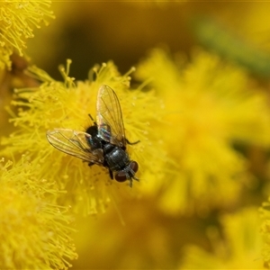 Unverified True fly (Diptera) at Higgins, ACT - 11 Sep 2025 by AlisonMilton