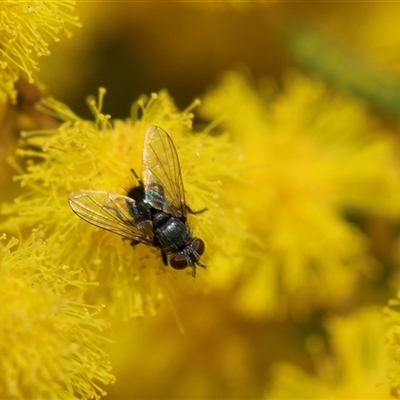 Unverified True fly (Diptera) at Higgins, ACT - 11 Sep 2025 by AlisonMilton