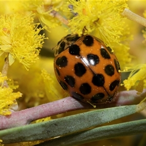 Harmonia conformis (Common Spotted Ladybird) at Scullin, ACT - 11 Sep 2025 by AlisonMilton