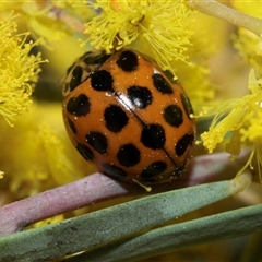 Harmonia conformis at Scullin, ACT - 11 Sep 2025 12:00 PM