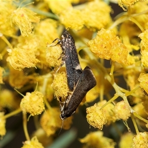 Unverified Concealer moth (Oecophoridae) at Scullin, ACT - 11 Sep 2025 by AlisonMilton