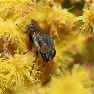 Unverified True fly (Diptera) at Scullin, ACT - 11 Sep 2025 by AlisonMilton