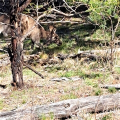 Macropus giganteus (Eastern Grey Kangaroo) at Hackett, ACT - 3 Oct 2025 by abread111