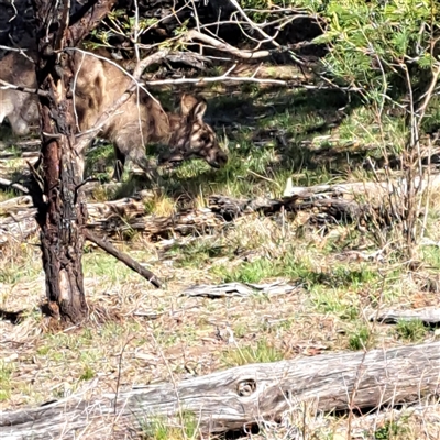 Macropus giganteus (Eastern Grey Kangaroo) at Hackett, ACT - 3 Oct 2025 by abread111