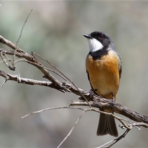 Pachycephala rufiventris (Rufous Whistler) at Pialligo, ACT - Yesterday by jb2602