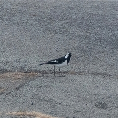 Grallina cyanoleuca (Magpie-lark) at Temora, NSW - 2 Oct 2025 by AlisonMilton