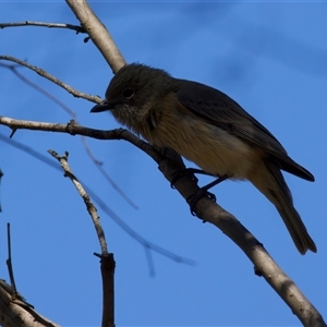 Pachycephala rufiventris at Pialligo, ACT - Yesterday by jb2602