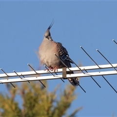 Ocyphaps lophotes (Crested Pigeon) at Mildura, VIC - 1 Oct 2025 by AlisonMilton