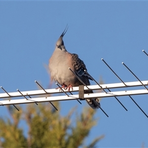 Ocyphaps lophotes at Mildura, VIC - 1 Oct 2025 by AlisonMilton