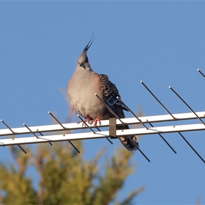 Ocyphaps lophotes (Crested Pigeon) at Mildura, VIC - 1 Oct 2025 by AlisonMilton